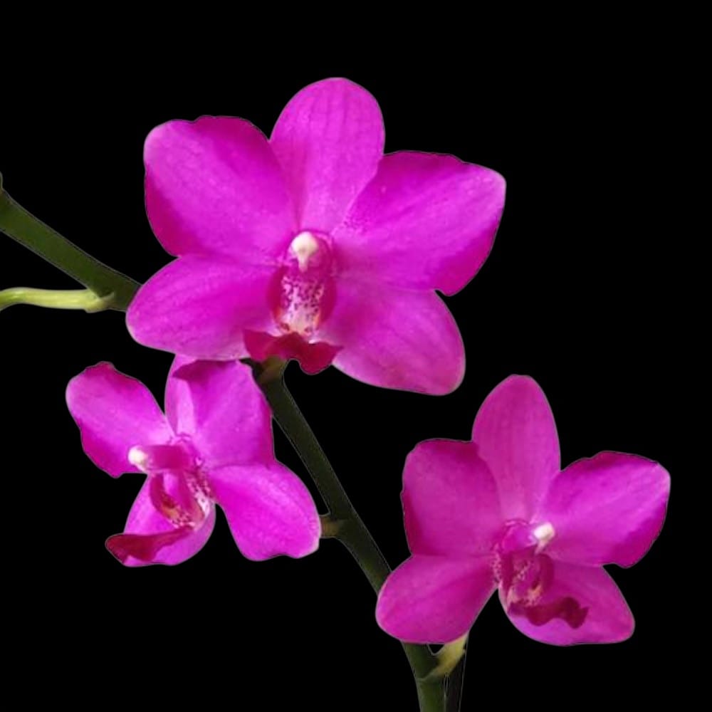 Phalaenopsis Pink Crystal – Secret Garden Plant Shop