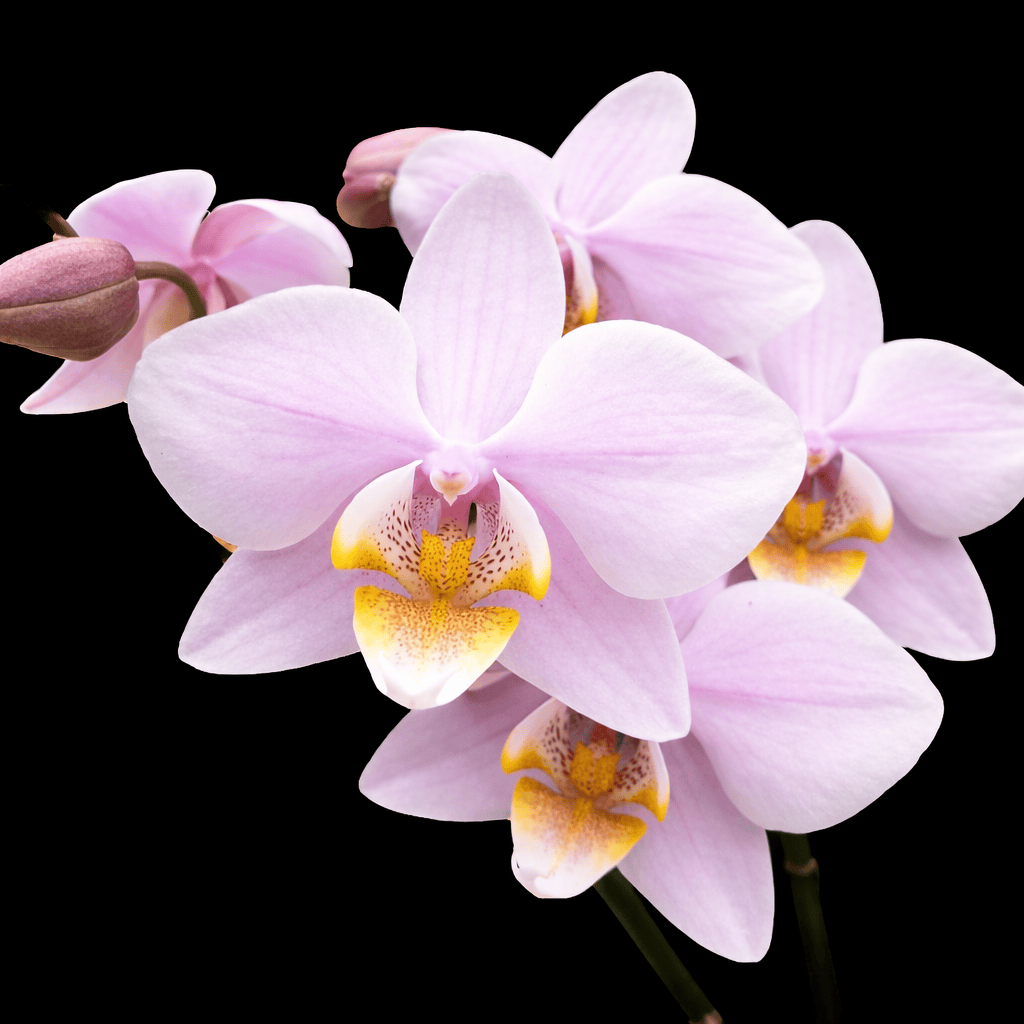 Phalaenopsis Pinlong Cheris