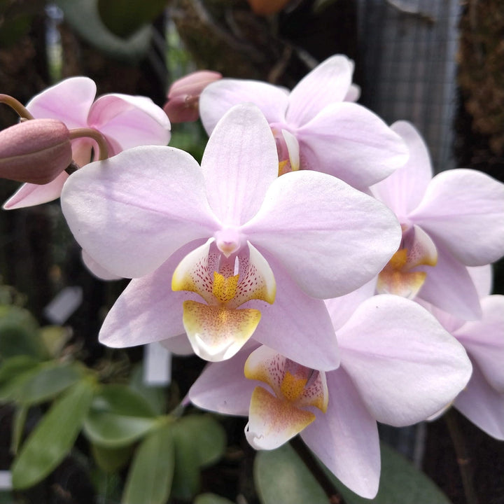 Phalaenopsis Pinlong Cheris (Rothschildiana x Timothy Christopher)