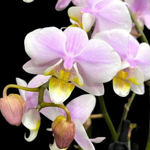 Phalaenopsis Pinlong Cheris