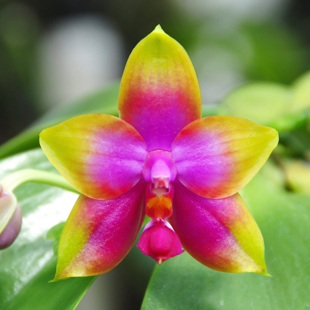 Phalaenopsis Princess Kaiulani