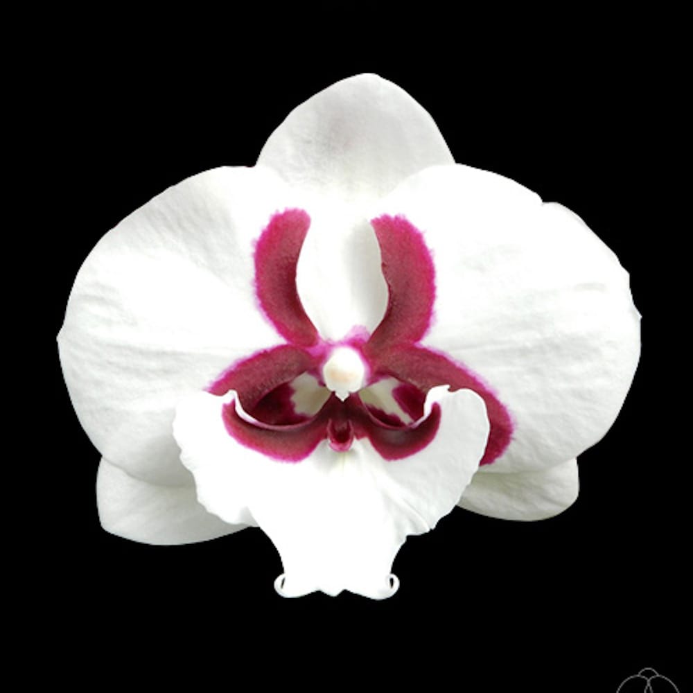 Phalaenopsis Pringles (Snow White/YH0508) - big lip – Floraria Secret ...
