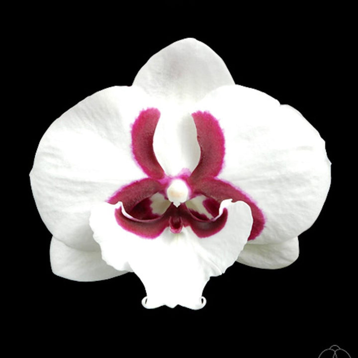 Phalaenopsis Pringles (Snow White/YH0508) - big lip