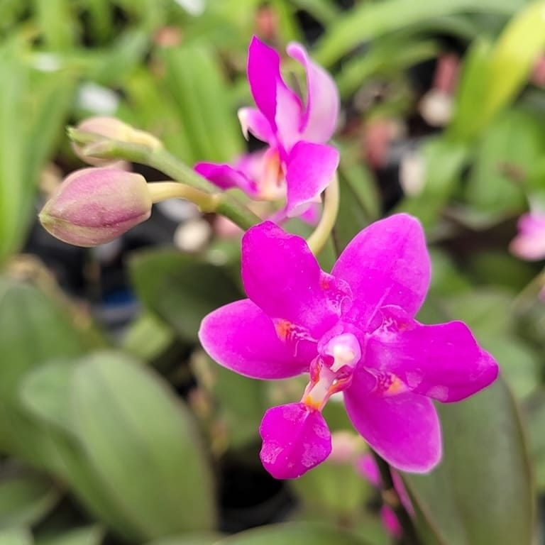 Phalaenopsis Purple Gem 'Es' - duftend