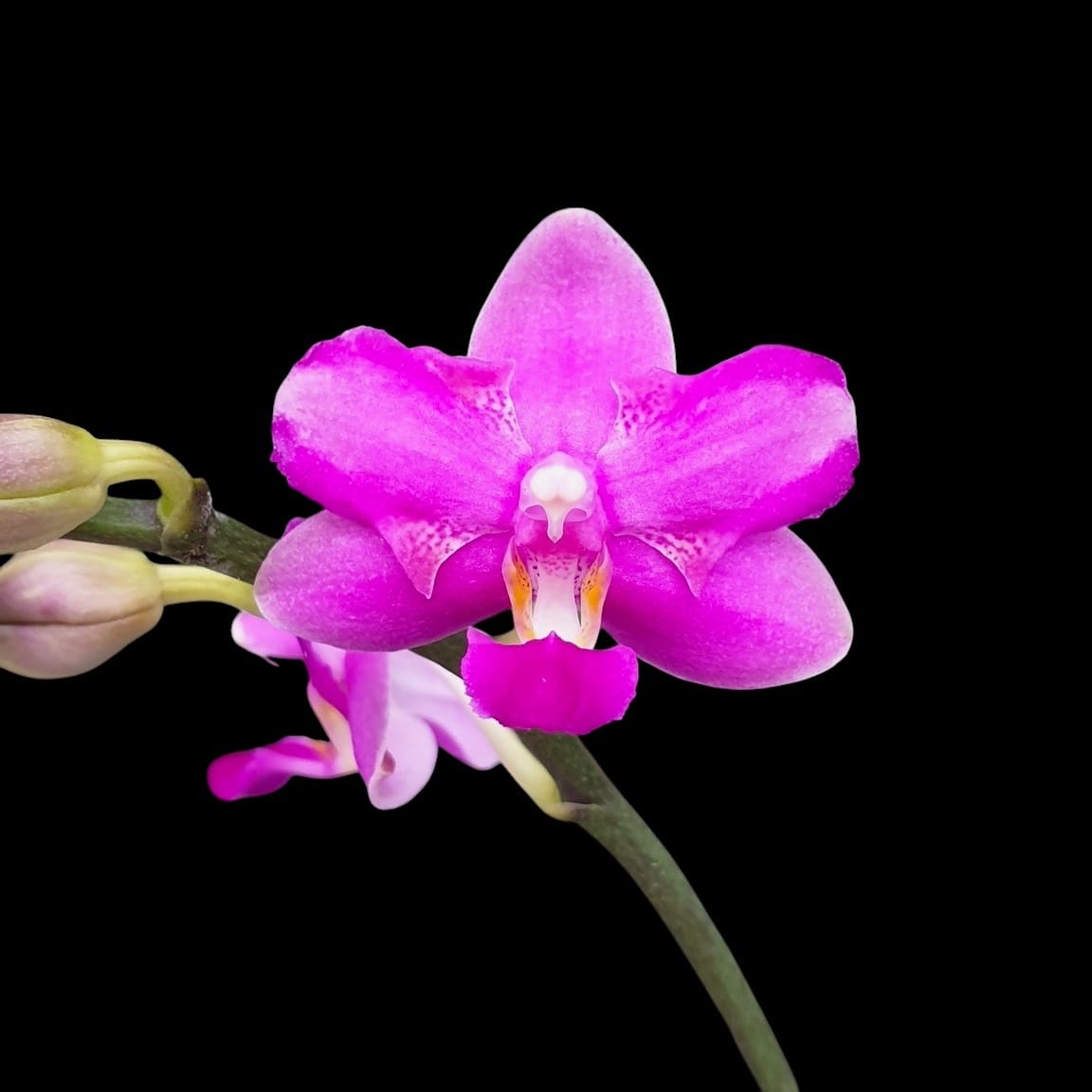 Phalaenopsis Purple Gem 'Es' - duftend