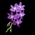 Phalaenopsis Purple Martin var. blue