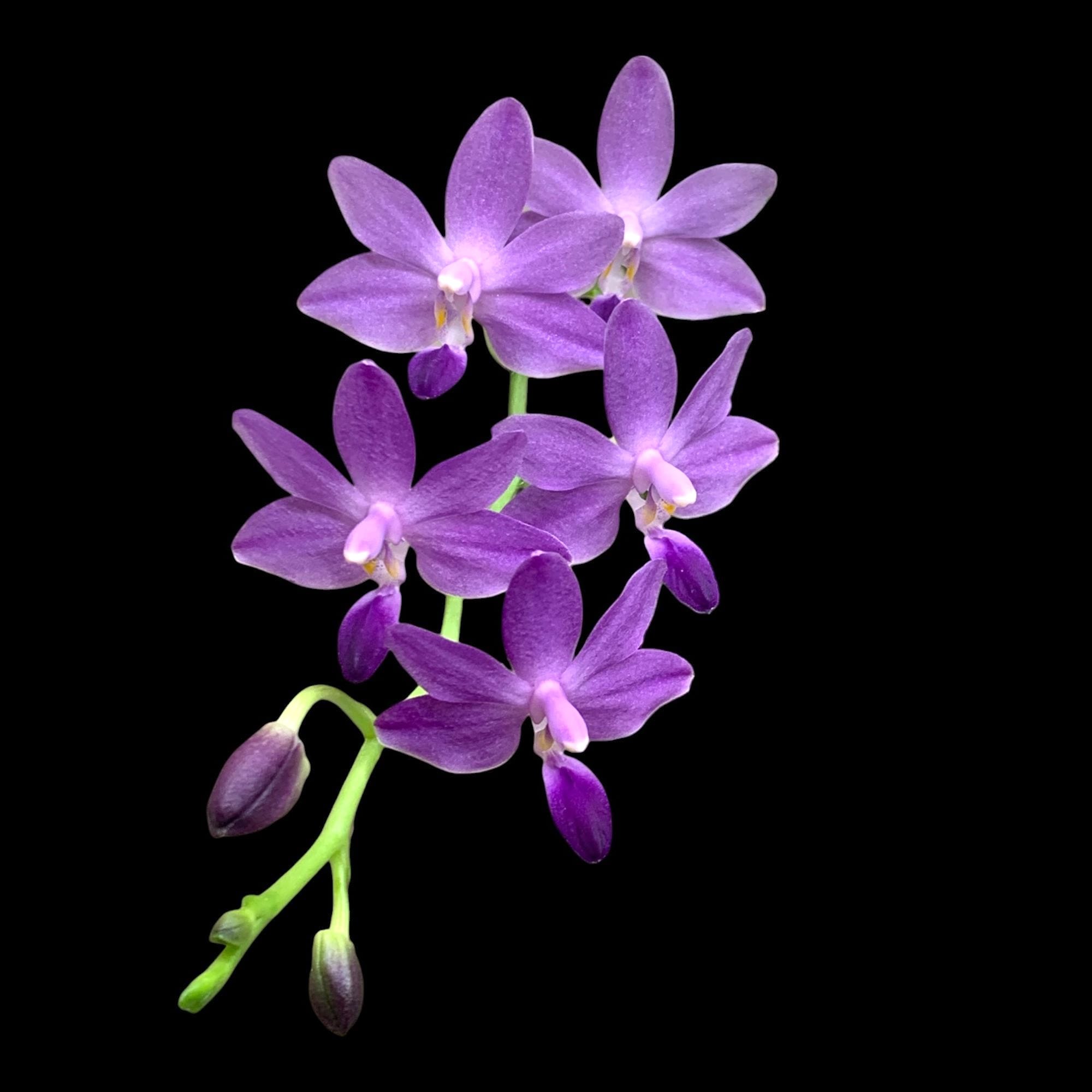 Phalaenopsis Purple Martin var. blue