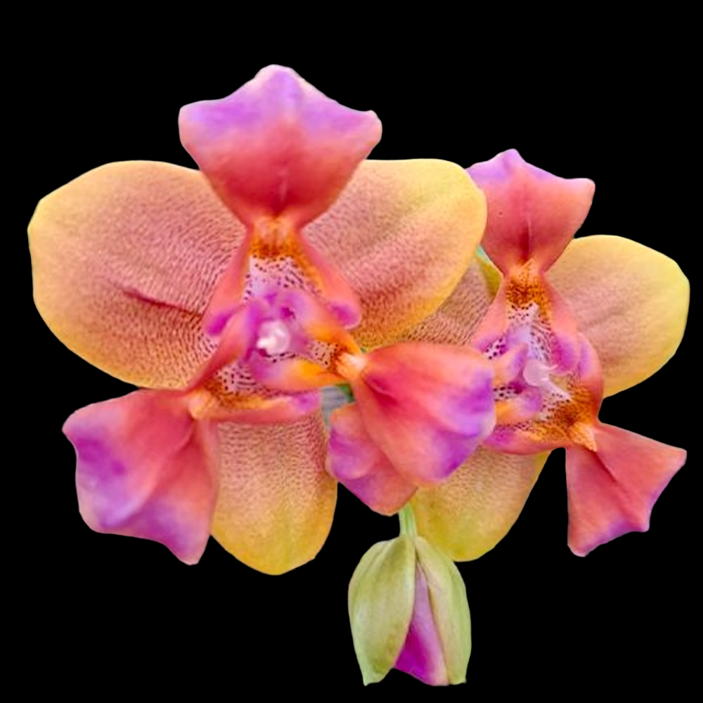 Phalaenopsis Red Dragonfly