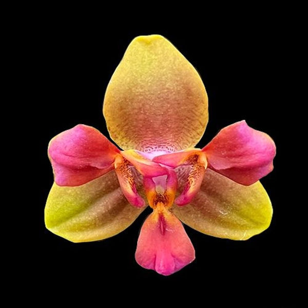 Phalaenopsis Red Dragonfly