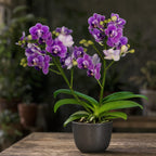 Phalaenopsis Reyoung Annie