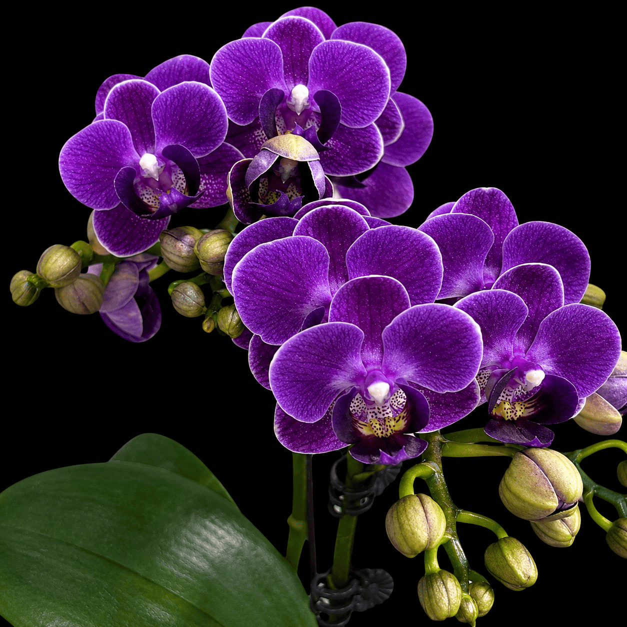 Phalaenopsis Reyoung Ultra Violet