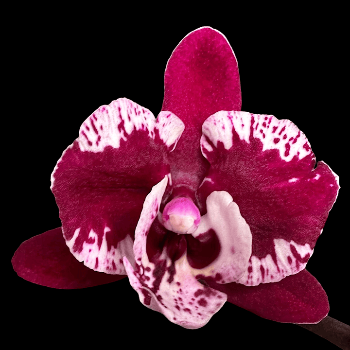 Phalaenopsis SKB Black Lace