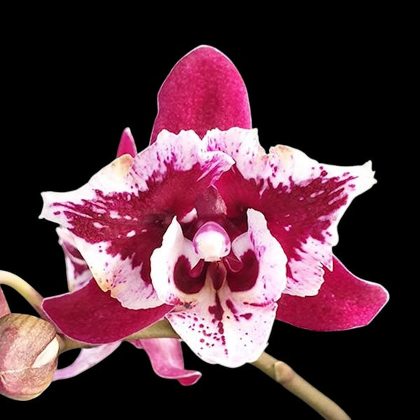 Phalaenopsis SKB Black Lace (peloric)