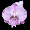 Phalaenopsis SOGO On the Mauve