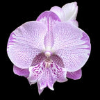 Phalaenopsis SOGO On the Mauve