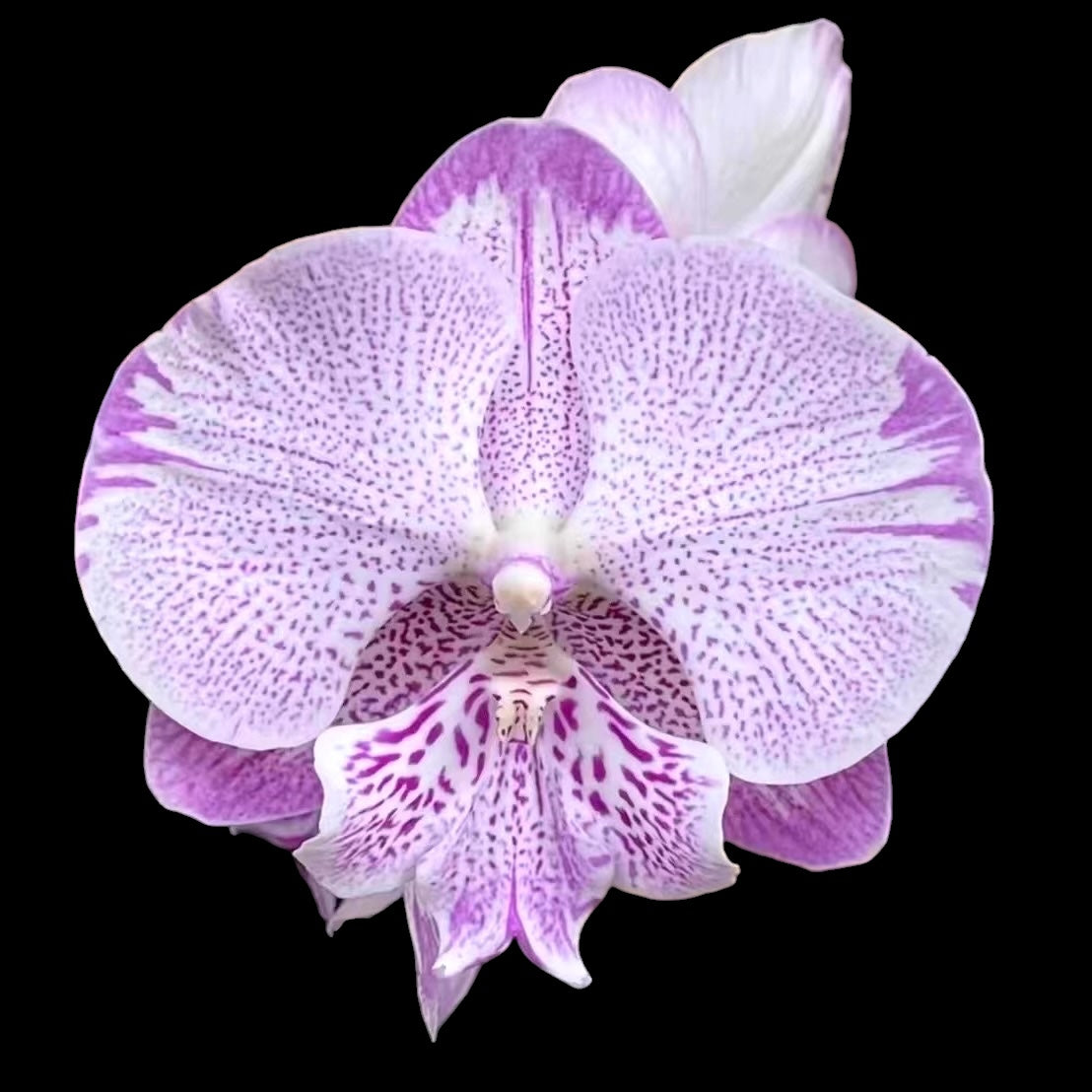 Phalaenopsis SOGO On the Mauve