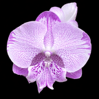 Phalaenopsis SOGO On the Mauve