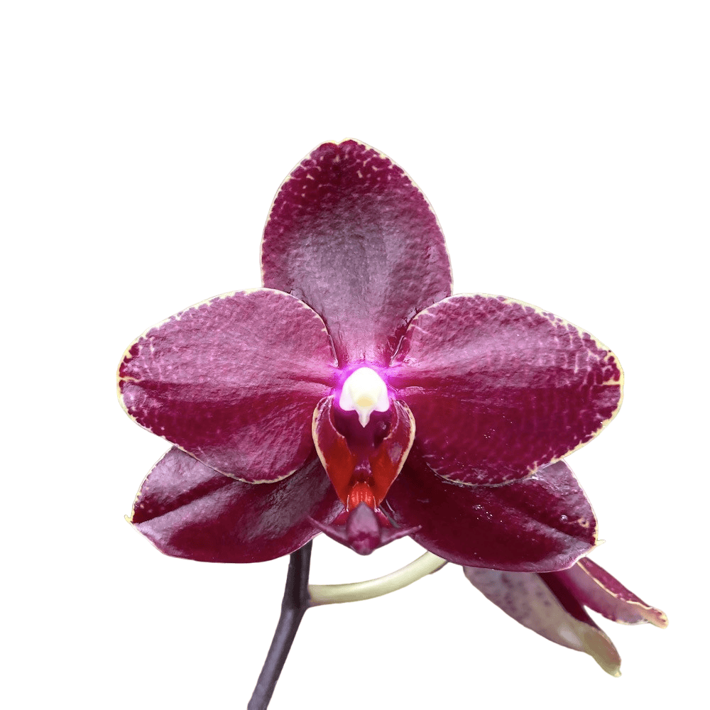 Phalaenopsis Salu's Fragrancy (Black Leaves)