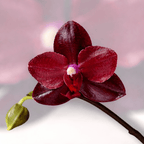 Phalaenopsis Salu's Fragrancy (Black Leaves)
