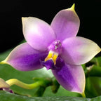 Phalaenopsis Samera var. blue (bellina × violacea) - intens parfumata