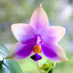 Phalaenopsis Samera var. blue (bellina × violacea) - intens parfumata