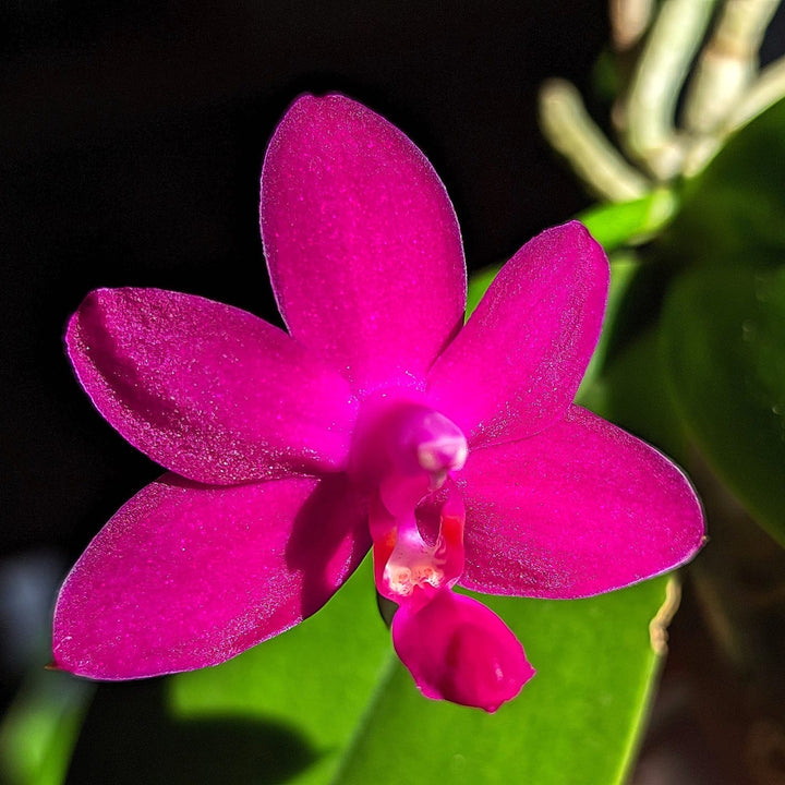 Phalaenopsis Sapphire's Galah (Phal. Purple Martin × Phal. violacea)