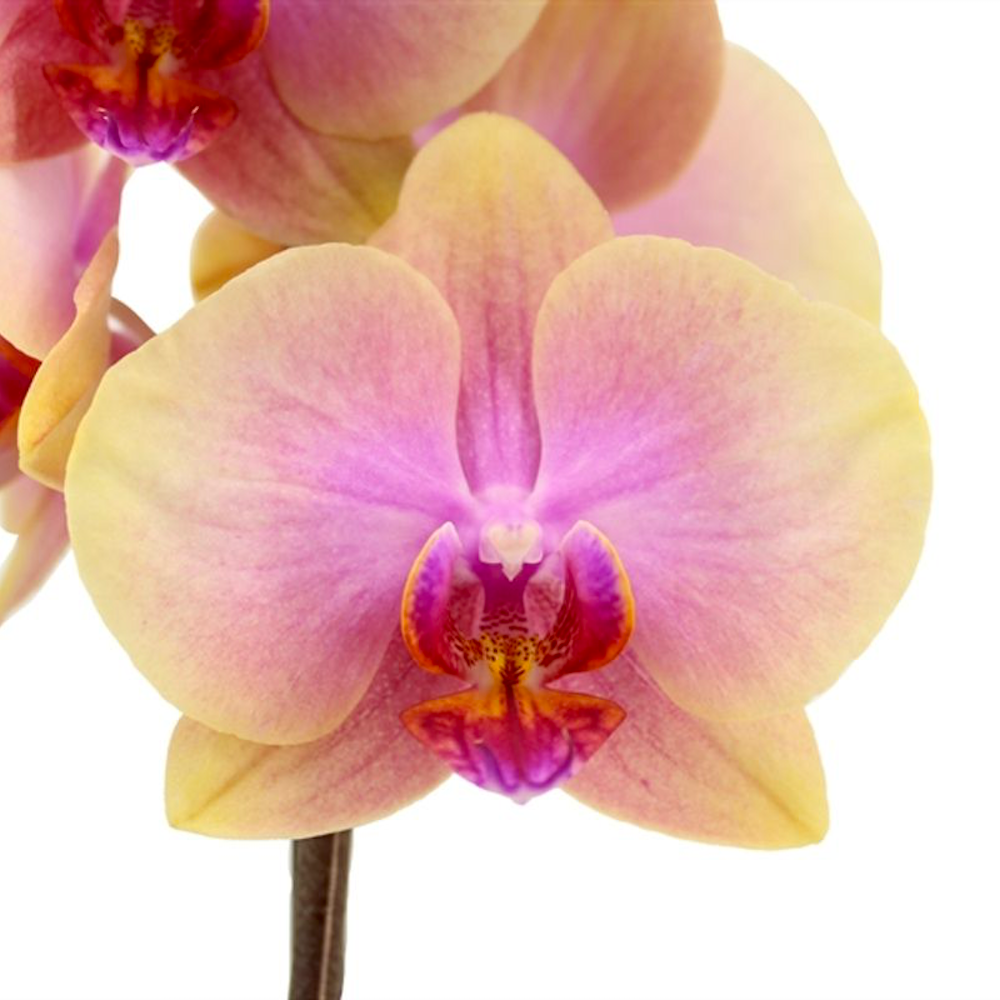 Phalaenopsis Sara Blush (Avatar) – Floraria Secret Garden (SG)