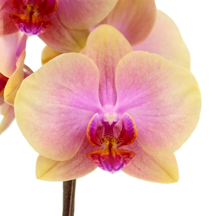 Phalaenopsis Sara Blush (Avatar)