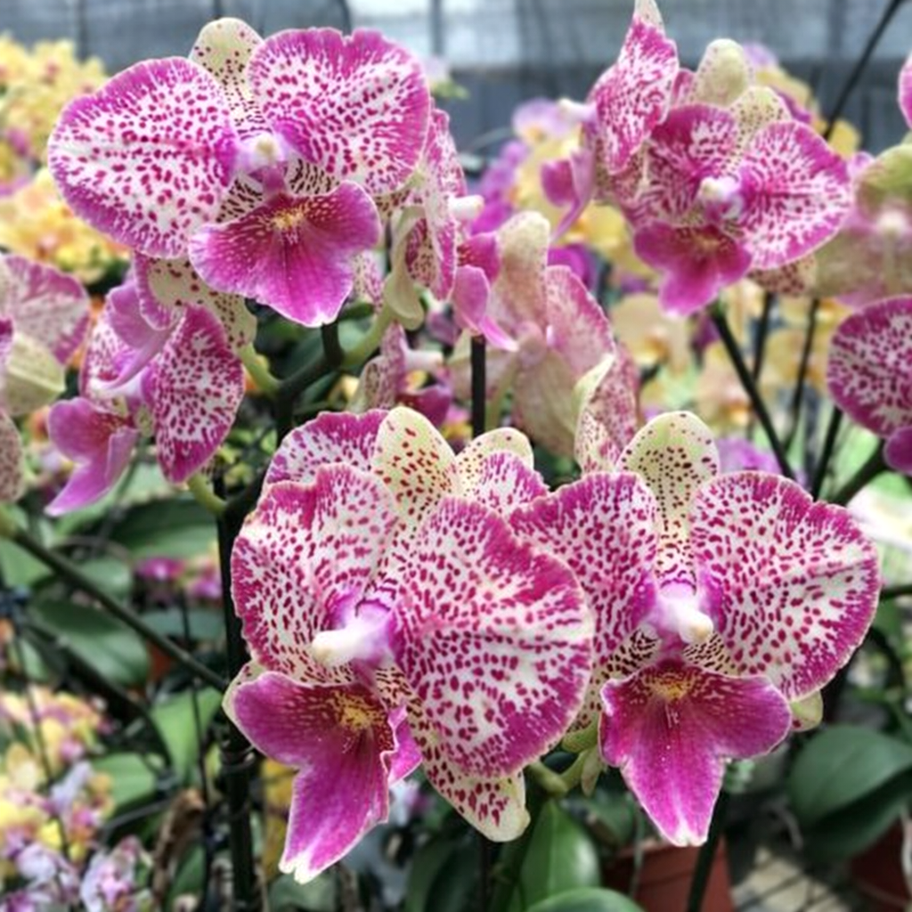Phalaenopsis Shalu Rose × Yu Pin Feux d'Artifice