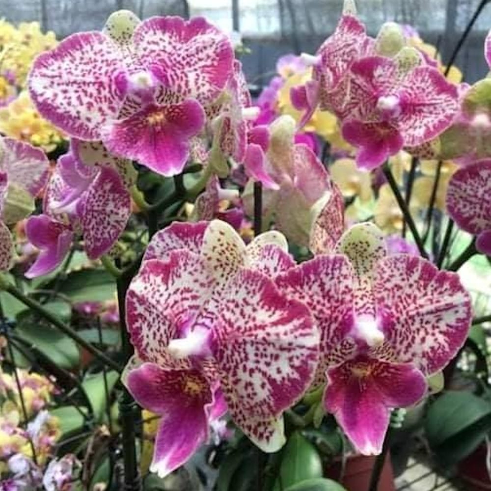 Phalaenopsis Shalu Rose × Yu Pin Fire Works