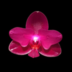 Phalaenopsis Sogo Relex (peloric)