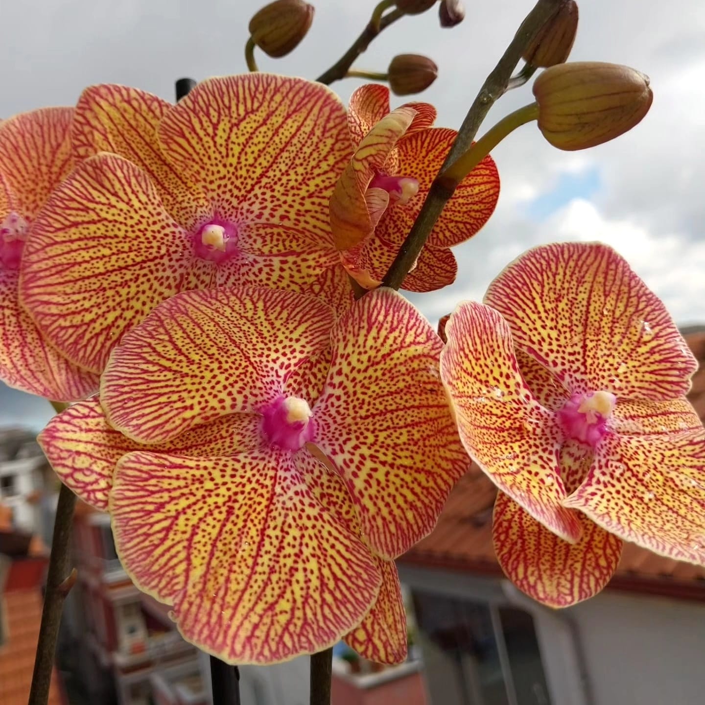 Phalaenopsis Sogo Very Maple (big lip)