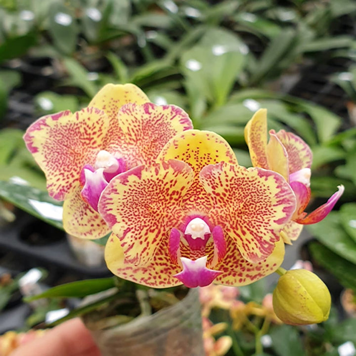 Phalaenopsis Sogo Vieker (peloric)