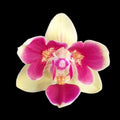Phalaenopsis Sogo Yellowtris (peloric - 3 lips)