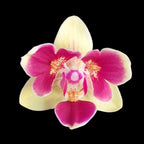 Phalaenopsis Sogo Yellowtris (peloric - 3 lips)