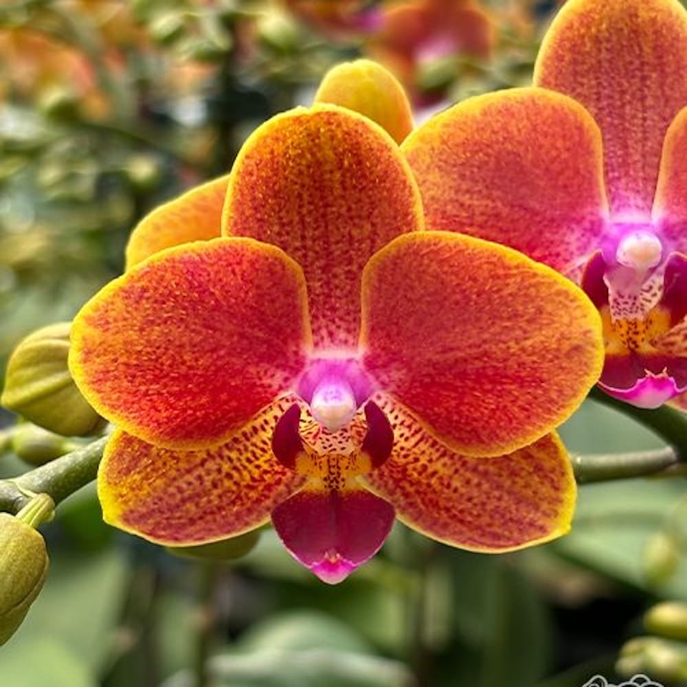 Phalaenopsis Sogo Allen