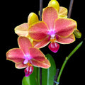 Phalaenopsis Sogo Allen