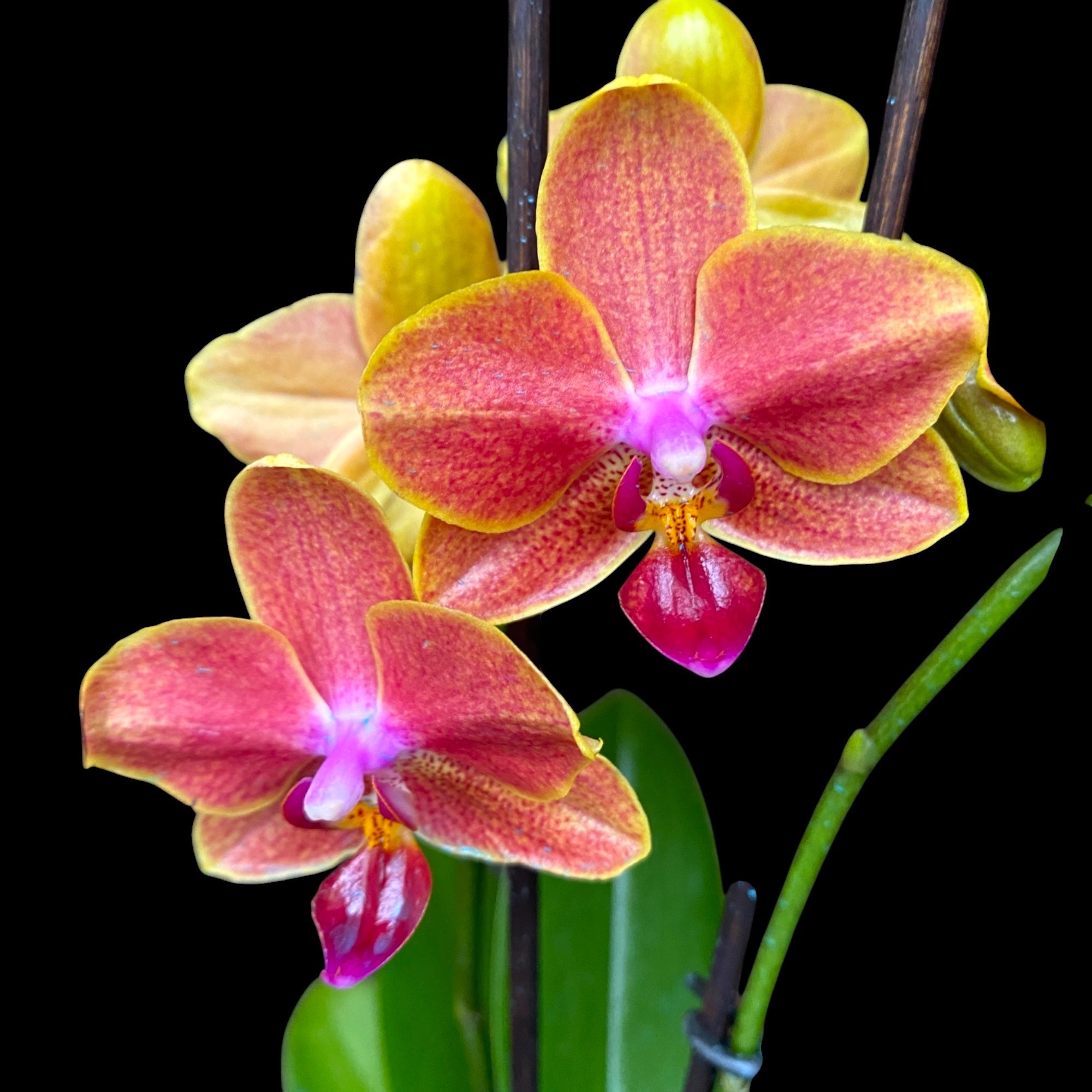 Phalaenopsis Sogo Allen