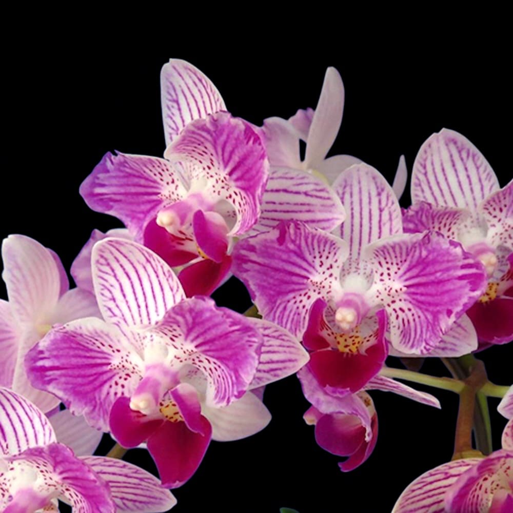 Phalaenopsis Sogo Elegance '70475' (peloric)