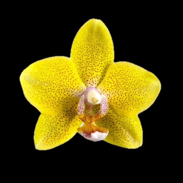 Phalaenopsis Sogo Ginger Glam
