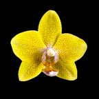 Phalaenopsis Sogo Ginger Glam