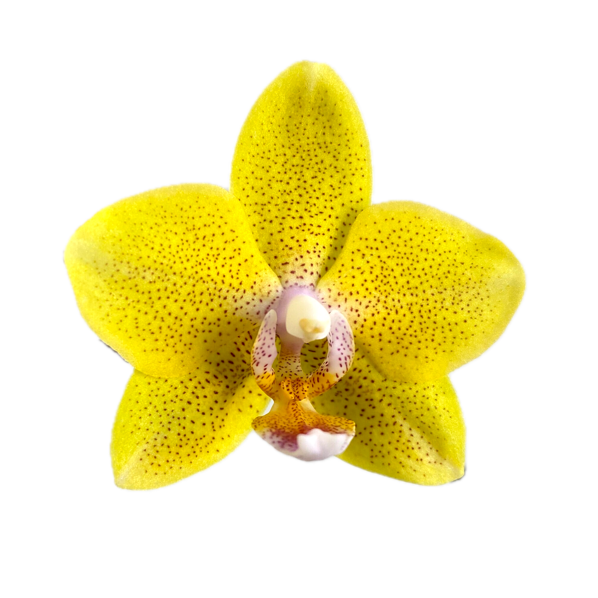 Phalaenopsis Sogo Ginger Glam