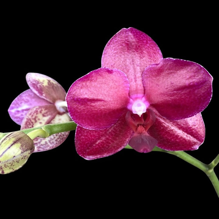 Phalaenopsis Sogo Grape