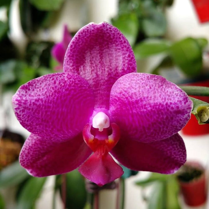 Phalaenopsis Sogo Grape