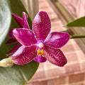 Phalaenopsis Sogo Grape × lueddemanniana