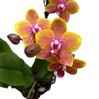 Phalaenopsis Sogo Lawrence (Taiwan) - fragrant flowers