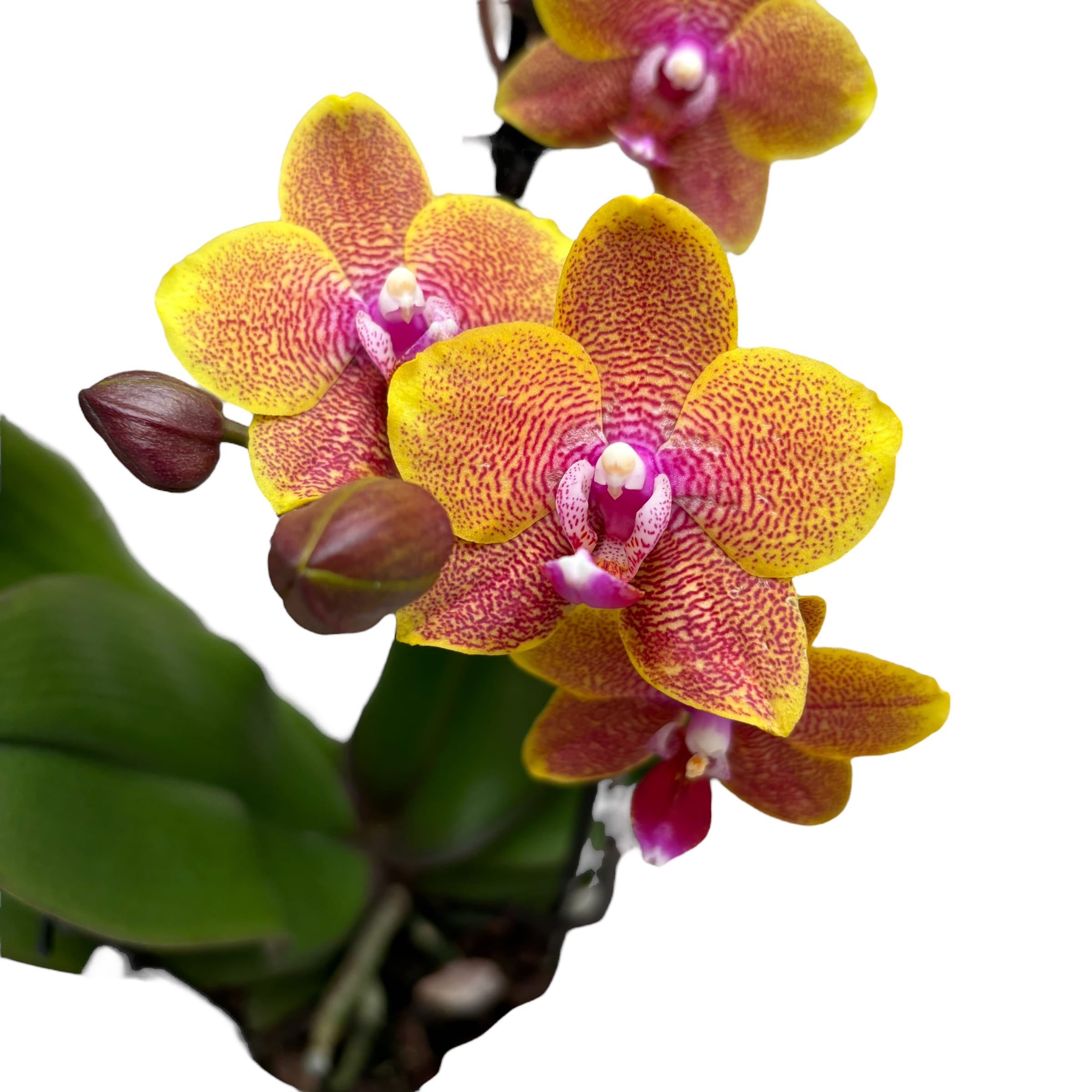 Phalaenopsis Sogo Lawrence (Taiwan) - duftende Blüten