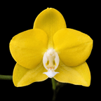 Phalaenopsis Sogo Meili