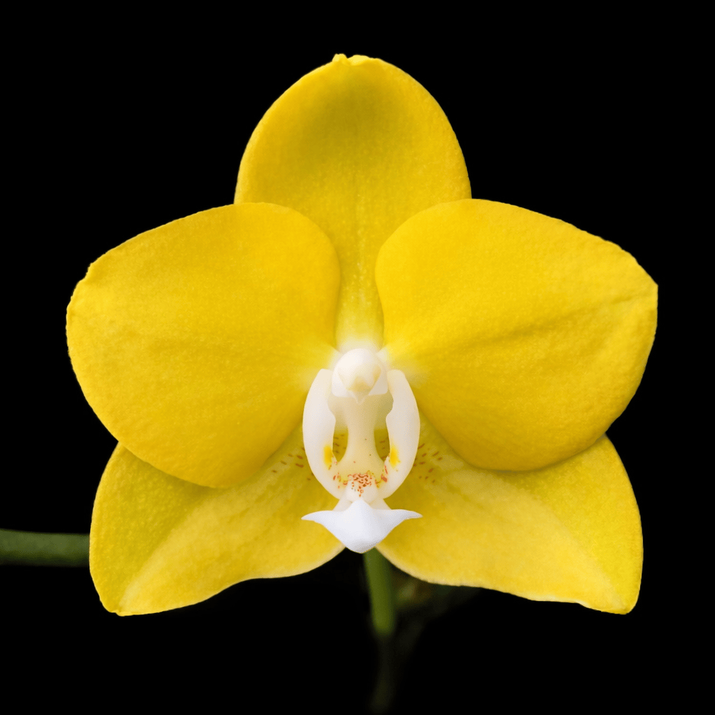 Phalaenopsis Sogo Meili