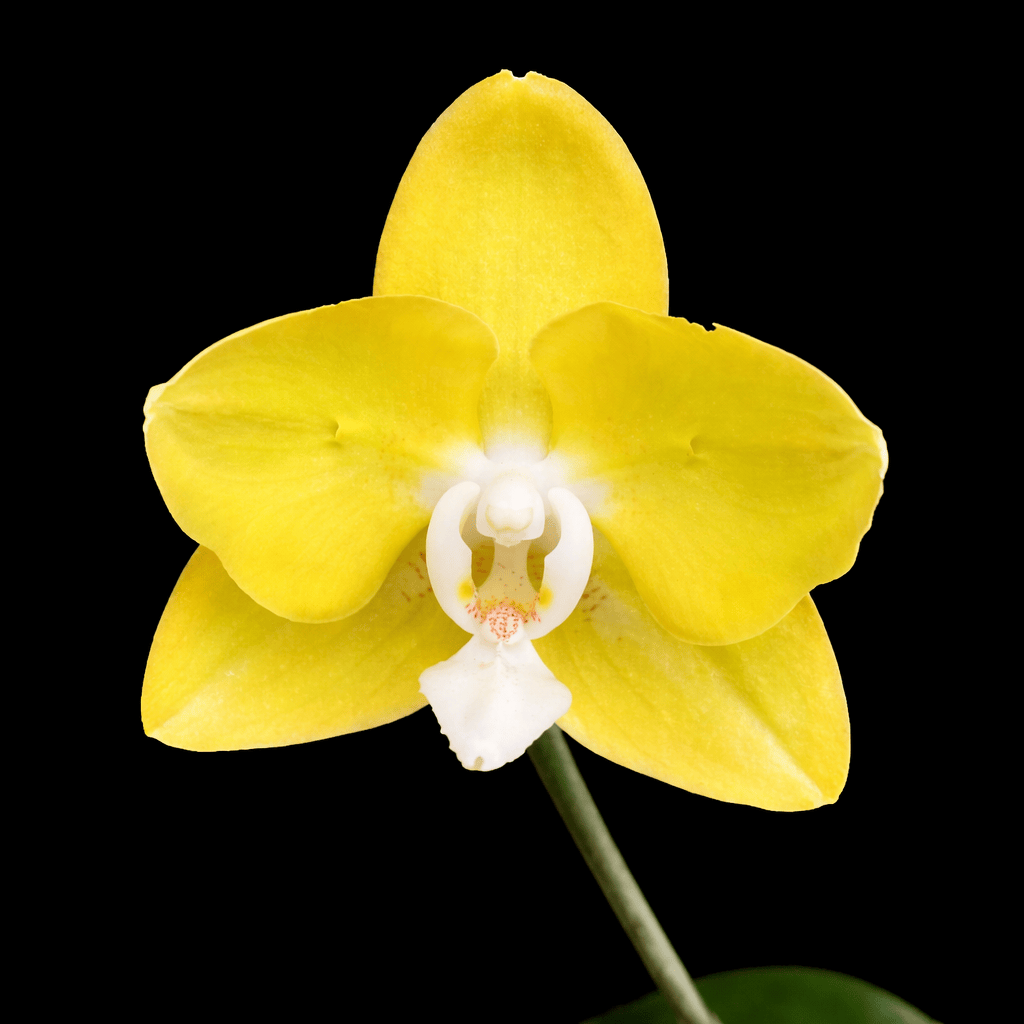 Phalaenopsis Sogo Meili (peloric)